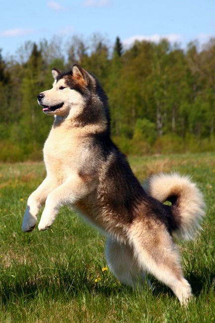 Alaamul Malamute