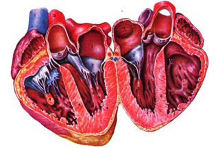 Un anevrism al arterei pulmonare este ceea ce este, simptome