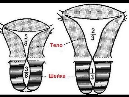 Anomalii ale dezvoltării uterului - o descriere a viciilor comune