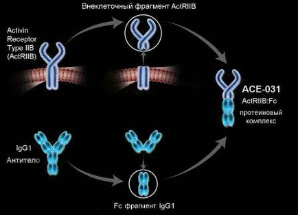 Antagoniști ai miostatinei (inhibitori)