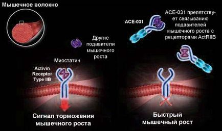 Антагоністи (інгібітори) міостатіна