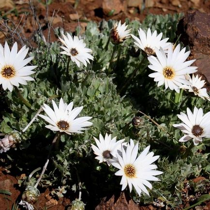 Arktotis fotografie de flori, specii, soiuri, crescând din semințe, plantare, îngrijire