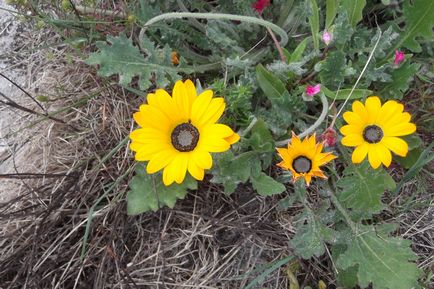 Arktotis fotografie de flori, specii, soiuri, crescând din semințe, plantare, îngrijire