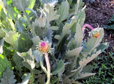 Арктотіс фото квітів, види, сорти, вирощування з насіння, посадка, догляд