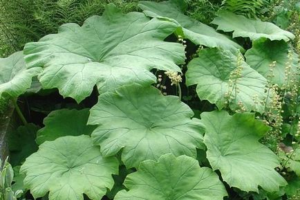 Astilbeides caracteristicile plantelor, cultivarea și îngrijirea