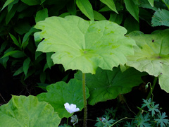 Placă Astilboides, fotografie, cultivare, plantare și îngrijire