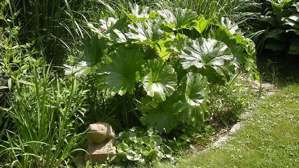 Plante de plantare Astilboides și plante de fotografie cu flori