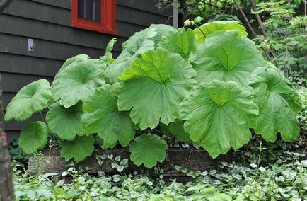 Plante de plantare Astilboides și plante de fotografie cu flori