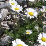 Astilboides lemez ültetés és gondozása növények virágok fotó
