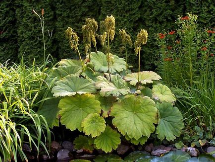 Plante de plantare Astilboides și plante de fotografie cu flori