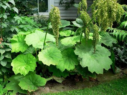 Plante de plantare Astilboides și plante de fotografie cu flori