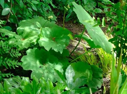 Astilboides aterizare și îngrijire, reproducere, fotografie