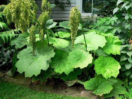 Astilboides ültetés és gondozás, reprodukció, fénykép (astilboides fokozat) Astilboides ültetés és gondozás, tenyésztés, fotók