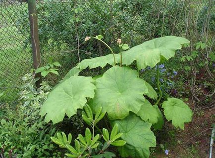 Astilboides aterizare și îngrijire, reproducere, fotografie