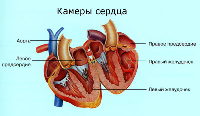 Atrioventricularis szív-blokk 1, 2, 3 fok - tünetek és kezelés