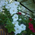 Și avem în grădină frumoase flori