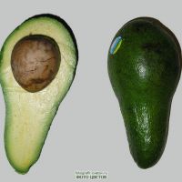 Avocado Foto