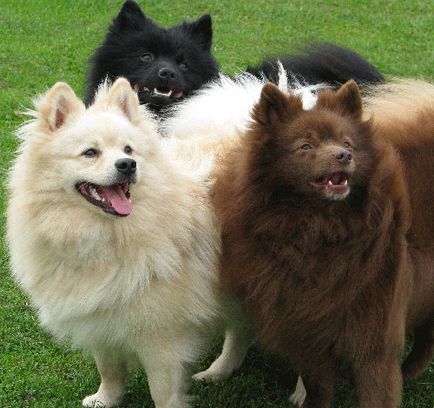 Ainu, o descriere a rasei, natura câinelui și fotografiile