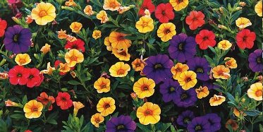 Flori cu flori - un blog de sfaturi utile pentru gradinari