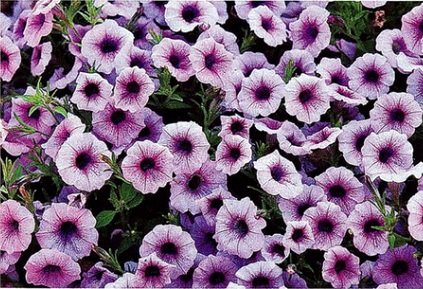 Балконні квіти - блог корисних порад садівникам