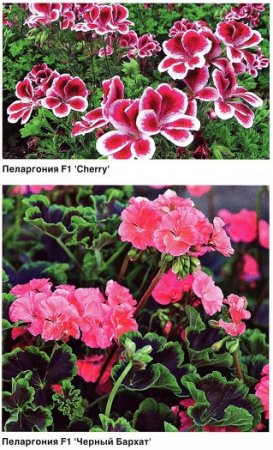 Erkély virágok - blog tippeket kertészek