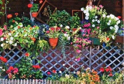 Балконні квіти - блог корисних порад садівникам