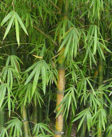 Bambus - protecția, norocul, îndepărtarea răului și a ochilor răi, dorința