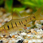 Barbus Sumatran (puntius tetrazona), acvariul în detaliu
