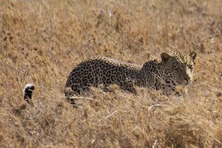 Leopard, párduc, leopárd - kik Magnus felidae (nagymacska) - a szépség és a kiválóság!