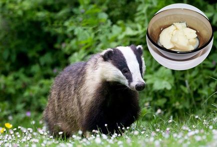 Badger zsír előnyök és kárt a szervezetben a nők, férfiak, gyerekek