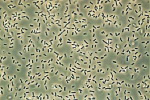 Bacillus - proprietăți biochimice ale bacilului de fân, cultivare și aplicare