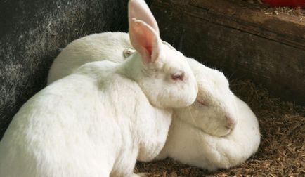 Білі і червоні новозеландські кролики опис породи і фото