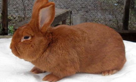 Білі і червоні новозеландські кролики опис породи і фото