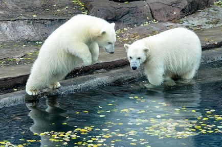 Білий ведмідь фото білого ведмедя