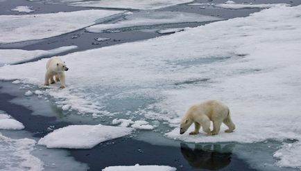 Imagine urs polare a ursului polar