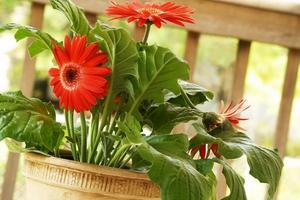 Acoperire albă pe frunzele gerbera - magia plantelor