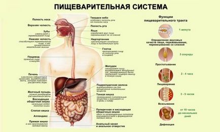 Біфідобактерії і лактобактерії препарати