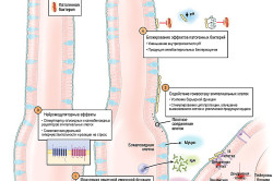 Preparate bifidobacteriene și lactobacil