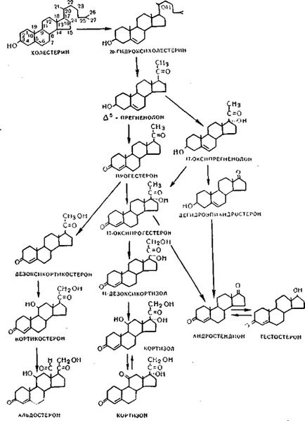 Biosinteza si metabolismul hormonilor cortexului suprarenale