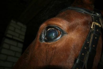 Boli ale ochilor și urechilor unui cal - un loc despre cai