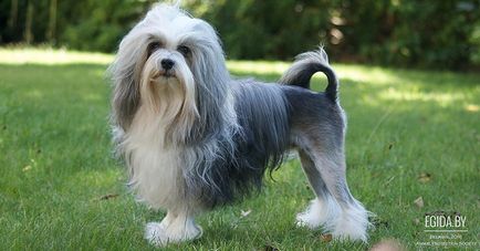 Bichon típusú, leírás, fényképek (olcsó) Bichon típusú, leírások, fotók