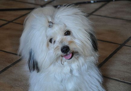 Bichon típusú, leírás, fényképek (olcsó) Bichon típusú, leírások, fotók