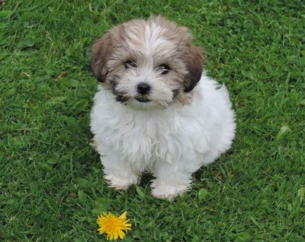 Bichon típusú, leírások, fotók