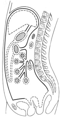 Durerea în abdomen