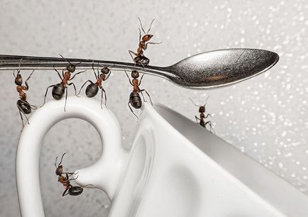 Acid boric de la furnici în apartament de top-6 rețete momeli