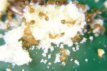 Acid boric de la furnici în apartament de top-6 rețete momeli
