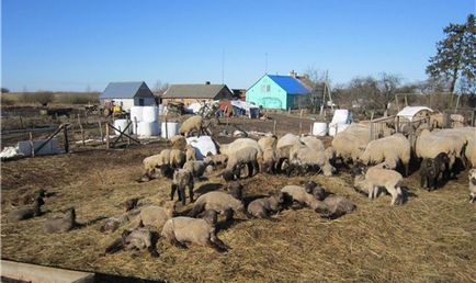 Брадзот овець клінічні ознаки, лікування захворювання і вакцина