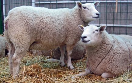 Брадзот овець клінічні ознаки, лікування захворювання і вакцина