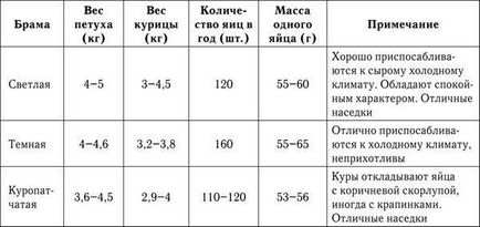 Brahma - legfenségesebb csirke (Brahma) Brahma - legfenségesebb csirkék