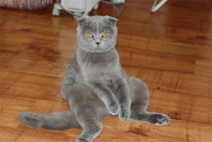 Британська кішка опис породи з фото